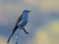 0J6A6861Brown-backed Solitaire