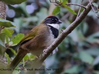 0J6A6917Collared_Towhee