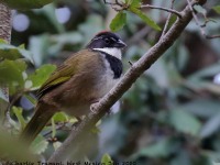 0J6A6925Collared_Towhee