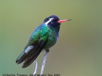 0J6A6950White-eared_Hummingbird