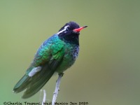 0J6A6963White-eared_Hummingbird