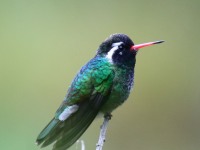 0J6A6965White-eared_Hummingbird