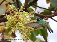 0J6A7010White-eared_Hummingbird