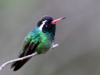 0J6A7085White-eared_Hummingbird