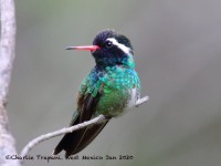 0J6A7092White-eared_Hummingbird