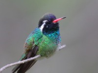 0J6A7107White-eared_Hummingbird