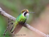 0J6A7129White-eared_Hummingbird