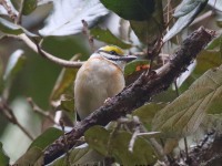 0J6A7145Chestnut-sided_Shrike-Vireo