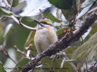 0J6A7151Chestnut-sided_Shrike-Vireo