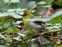 0J6A7158Red-headed_Tanager