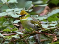 0J6A7167Red-headed_Tanager