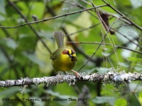 0J6A7195Golden-browed_Warbler