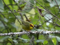 0J6A7200Golden-browed_Warbler