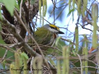 0J6A7313Chestnut-sided_Shrike-Vireo