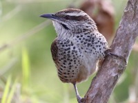 0J6A7328Spotted_Wren