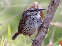 0J6A7332Spotted_Wren