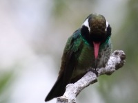 0J6A7498White-eared_Hummingbird