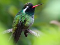 0J6A7513White-eared_Hummingbird