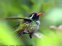 0J6A7515White-eared_Hummingbird