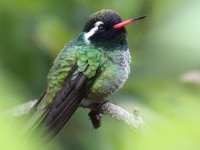 0J6A7524White-eared_Hummingbird