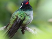 0J6A7528White-eared_Hummingbird