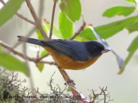 0J6A7585Cinnamon-bellied_Flowerpiercer