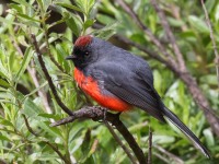 0J6A7658Slate-throated_Redstart