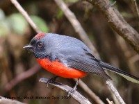 0J6A7672Slate-throated_Redstart