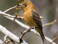 0J6A7691Tufted_Flycatcher