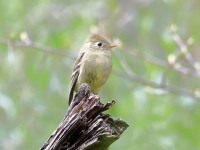 1_819A7503Pine_Flycatcher