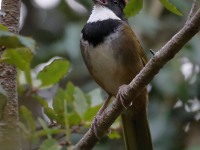 819A7029Collared_Towhee