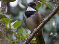 819A7037Collared_Towhee