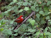 819A7082Red_Warbler