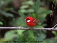 819A7097Red_Warbler