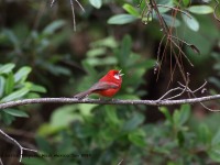 819A7102Red_Warbler