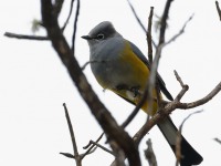 819A7120Gray-silky_Flycatcher