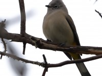 819A7129Gray-silky_Flycatcher