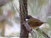 819A7136Collared_Towhee