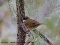 819A7137Collared_Towhee