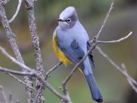 819A7150Gray_Silky_Flycatcher