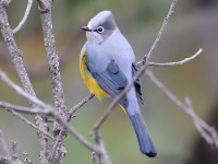 819A7153Gray_Silky_Flycatcher