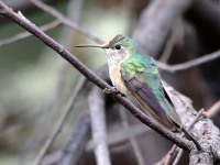 819A7166Broad-tailed_Hummingbird