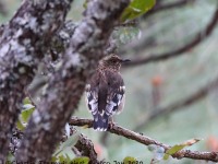 819A7173Aztec_Thrush