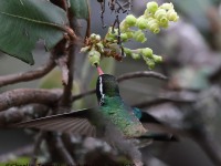 819A7179White-eared_Hummingbird