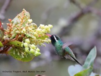 819A7191White-eared_Hummingbird