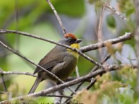 819A7204Rufous-capped_Brushfinch