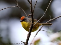 819A7224Rufous-capped_Brushfinch