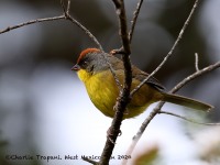 819A7228Rufous-capped_Brushfinch