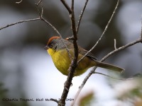 819A7229Rufous-capped_Brushfinch