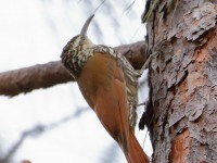 819A7242White-Striped_Woodcreeper